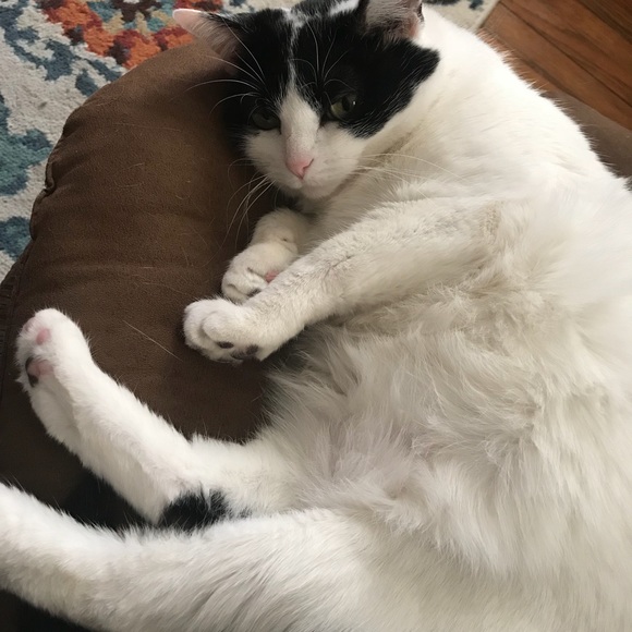 Proud Cat Mom 💕 - Picture 6 of 7